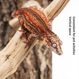 Terrario de Vidrio Apilable Profesional para Reptiles, Recinto para Anfibios para Reptiles Pequeños - Product Image 2
