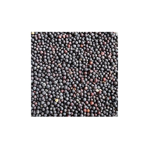 100% semillas de colza/canola secas naturales de la mejor calidad, productos agrícolas crudos, precios al por mayor de la fuente del fabricante - Product Image 5