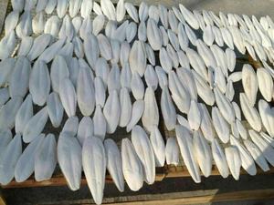 Vente en gros d'os de seiche Vietnam Fournisseur d'os de seiche séchée naturelle Nourriture pour oiseaux de compagnie Usine d'exportation de calcium propre Approvisionnement en vrac - Product Image 3