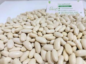 Haricots blancs à vendre de Suède - Product Image 4