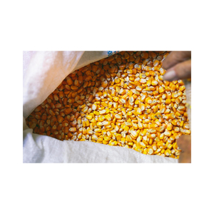 Maíz amarillo seco no GMO, maíz blanco para alimentación humana y Animal, asequible - Product Image 6