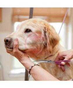 Tijeras curvas para perros Tijeras DE ASEO profesional Tijeras curvas - Product Image 6