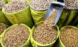 Pistachos Crudos Orgánicos al por Mayor, Granjas de Calidad, Cantidades a Granel - Product Image 2