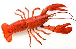 Camarones rojos altamente congelados/Camarones secos sabrosos rojos de alta calidad para una cocina saludable Listo para - Product Image 3