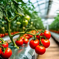 Système de serre à tomates moderne à simple travée en PE pour la solution agricole au Mexique