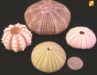 GEM HOT SELLING Urchin de mer premium du Vietnam, pièce décorative idéale pour la maison et le bureau