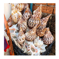 Trompette Triton Shell pour collectionneurs et décor d'affichage fourni par 99 Gold Data Vietnam Trompette Triton Shell Export
