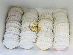Coquilles de pétoncles sèches et propres pour la décoration en stock - Product Image 2