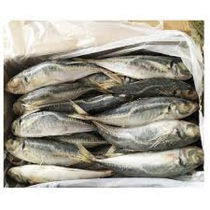 ปลาทูแปซิฟิกแช่แข็งทั้งหมด/ปลาแมคเคอเรลสำหรับการส่งออก - Product Image 1