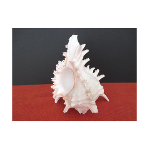 MEJOR PRECIO CARACOL CONCHA DE MAR-CALIDAD PREMIUM Vietnam OCEAN Concha Marina natural conchas de trompeta Caracol Concha para decorar - Product Image 1