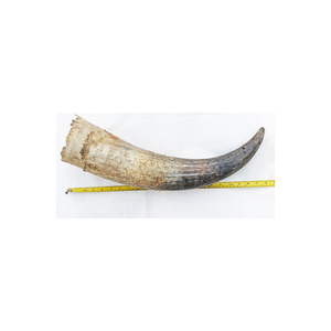 Cuerno de vaca de calidad de exportación listo para la distribución global y redes comerciales - Product Image 1