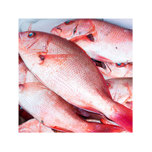 Frozen Red Snapper Price - IQF Whole Fish Bulk Pack