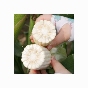 Maíz dulce de maíz blanco con paquete al vacío - Product Image 4