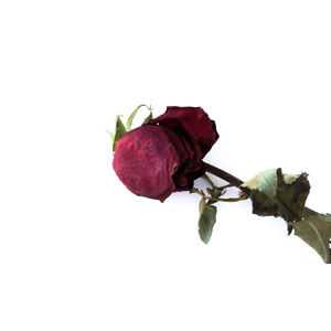 Flor de Rosa seca pura | Adecuado para té, jarabes y decoración - Product Image 3