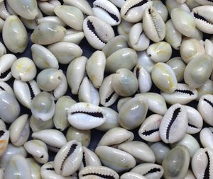 Coquille de cauris dorée polie naturelle, écologique, portable, faite à la main, thème animal, art populaire, origine Vietnam, haute qualité, 15-25mm - Product Image 2