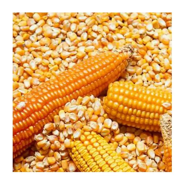 乾燥ひび/壊れた黄色のトウモロコシ/トウモロコシ、非GMO、動物飼料に適合安い価格