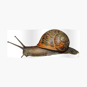 Viande d'escargot africain congelée, délicatesse de la mer, riche en protéines, ingrédient de cuisine traditionnelle - Product Image 1