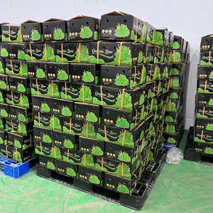 Mina+ 84 325 608 680 / Limón Verde Fresco Premium de Vietnam con Certificación HACCP e ISO, 24 Meses de Vida Útil para el Mercado de Exportación - Product Image 5