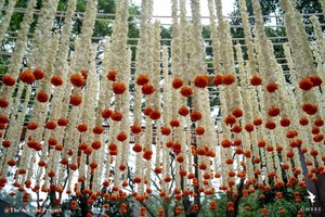 Décoration florale de mariage à destination de luxe pour fiançailles Haldi Mehendi, décoration de plafond en toile de fond haldi, décoration de mariage indien - Product Image 3