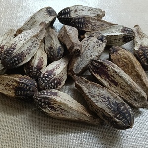 Relleno de Acuario, popurrí botánico sin perfume, artículo de planta natural, vaina de caoba para arreglos de ramo de flores - Product Image 3