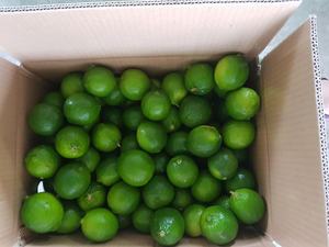 Lima sin semillas fresca al por mayor hecha en Vietnam con buen precio buena promoción Lima sin semillas/limón - Product Image 5