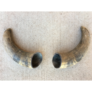 Cornes de boeuf naturelles HornHeritage avec murs épais Paire de cornes de vache en poudre noire décoratives pour les projets d'affichage et d'artisanat rustiques - Product Image 2