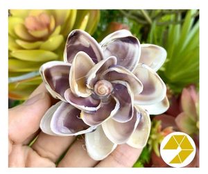 Flor de concha marina hecha a mano, decoración de boda de playa, flor de concha marina única, regalo para el hogar costero, recuerdo de verano Natural, encanto del océano - Product Image 4