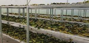 Hojas de Guanábana Secas Naturales de Alta Calidad de Vietnam - Bolsa de 5 kg, 2 Años de Vida Útil, Precio Competitivo y Muestra Disponible - Product Image 5