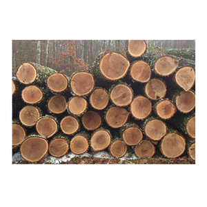 Fresh Cut Oak Wood Round Logs - Wholesale Price, Large Quantity Available - Product Image 1