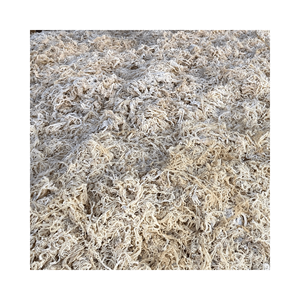 Vente en gros de produits d'algues Cottonii-Gold & Purple Irish Seamoss - Fresh Raw Eucheuma Cottonii Seaweed - Nutrition Seafood - Product Image 6