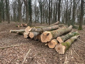 Bois pour la construction, bois de pin coupé, bois de construction et bois structurel - Product Image 3