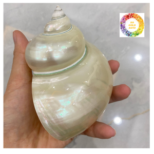 Vente en gros de matières premières d'artisanat marin de haute qualité fournisseur du Vietnam Turbo Shell poli - Product Image 2