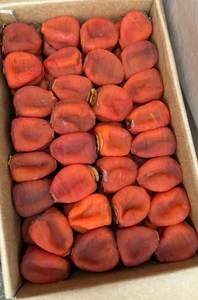 ลูกพลับแห้งคุณภาพพรีเมียมจากเวียดนาม ขายส่งในราคาโรงงานส่งออกที่แข่งขันได้ - Product Image 6