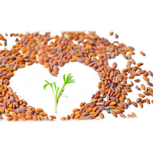 Cress | รายการทำอาหารสีเขียว | สมุนไพรกินได้ที่ปลูกในฟาร์ม - Product Image 1