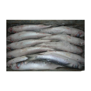 Mullet congelado WR, suministro al por mayor, precio económico, pescado de primera calidad - Product Image 3