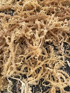 2024 Premium Source Naturelle Mousse de Couture Séchée Eucheuma Cottonii Laver Algues Haute Norme D'exportation Du Vietnam Ocean Sac Emballage - Product Image 5