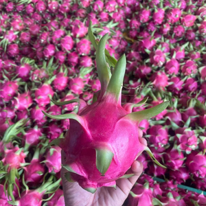 Fruta de dragón de alta calidad de Vietnam exportación fresca carne blanca estándar y carne roja disponible embalaje 9kg caja de cartón - Product Image 1