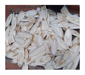 Vente en gros de petits os de seiche pour animaux, os de seiche séchés blancs naturels de Manfactory 99 Gold Data Vietnam - Product Image 1