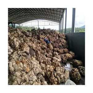 Nous sommes l'un des plus grands fournisseurs et exportateurs de caoutchouc naturel Cup Lump 75% DRC disponible à vendre maintenant