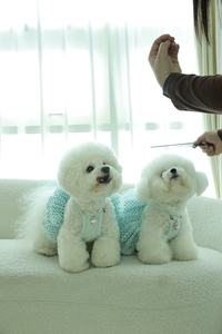 Vestido tutú para mascotas - Product Image 6