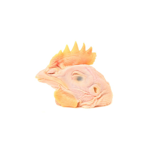 Cabezas de pollo congeladas Exportadores Empaquetado a granel disponible - Product Image 3