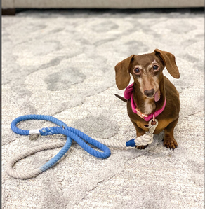 Blue Ombre Cotton Rope Dog <b>Leash</b> | <b>Pet</b> <b>Leashes</b> | 5ft Multicolored Rope <b>Leash</b> Handmade Dog <b>Leash</b> <b>Pet</b> <b>Leash</b> Set - Product Image 1