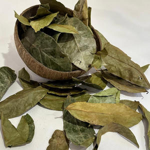 Venta al por mayor de hojas de Graviola secas exportadas desde Vietnam, hojas de Guanábana secas naturales con el precio más barato - Product Image 1