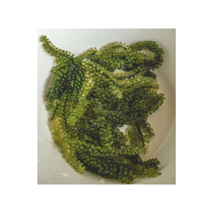 RAISIN DE MER FRAIS D'ALGUES/Raisins de mer déshydratés Meilleur choix Fabricant du Vietnam prêt à expédier - Product Image 1