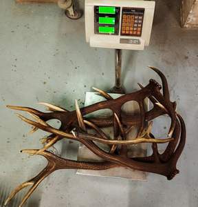 Cheap Red <b>Deer</b> <b>Antlers</b> <b>for</b> <b>Sale</b> - Product Image 4