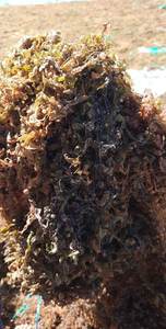 MEJOR PRECIO TOP SARGASSUM POLVO DE ALGAS DE VIETNAM LISTO PARA EXPORTAR A GRANEL/Sra. Thi - Product Image 2