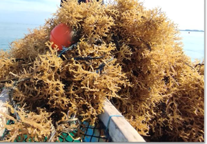 Boya Multiusos AQT de 20 cm de Diámetro - Para Cultivo de Algas Marinas, Redes de Pesca, Marcador, Aplicaciones de Amarre - Product Image 6