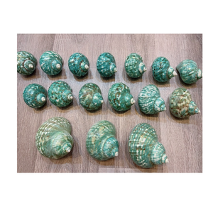 ตกแต่งด้วยเปลือกหอยสีเขียวเทอร์โบสีเขียวสำหรับวางเทียนชิ้นกลางโต๊ะและศิลปะเรซิ่น - Product Image 4