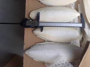 Materia Prima Seleccionada, Hueso de Sepia (Nang Muc) de Vietnam, Suministrado a Granel con Cotización Favorable para Compradores Globales - Product Image 4