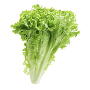 Meilleures ventes Laitues Légumes Feuille Tige Graines Salades Soupes Sandwiches Wraps Grillades Grossistes Fournisseurs en vrac - Product Image 1